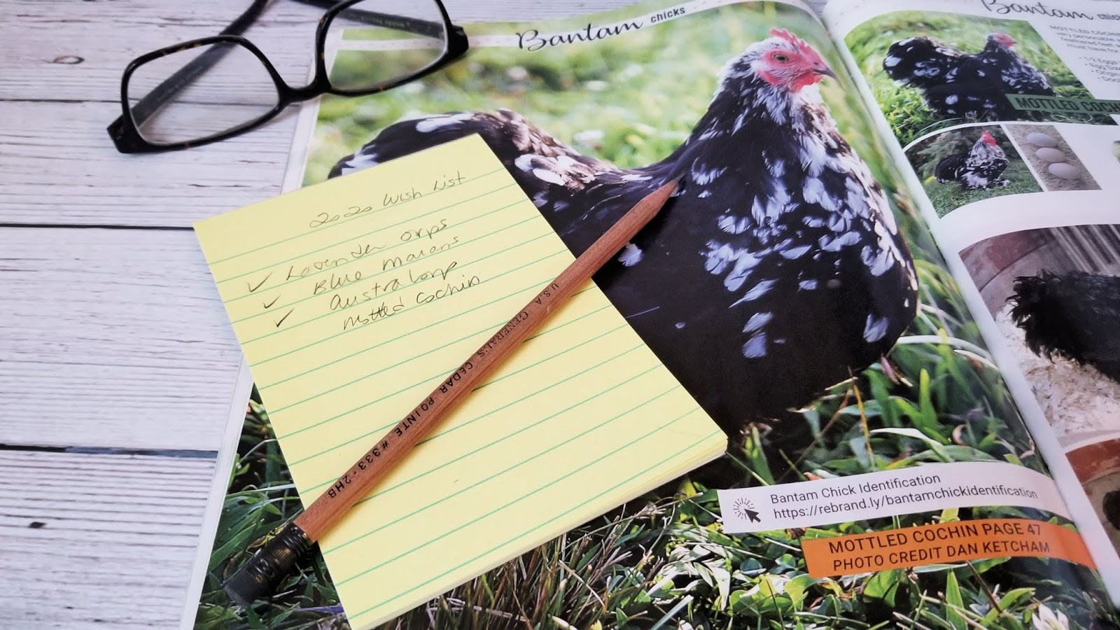 Mail Order Chicks The How, Why and When Fresh Eggs Daily® with Lisa