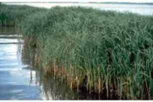 SMOOTH CORDGRASS