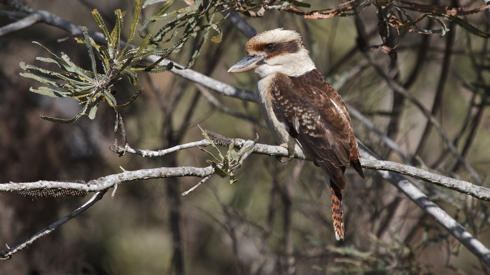 JUST STARTING OUT LAKE JOONDALUP