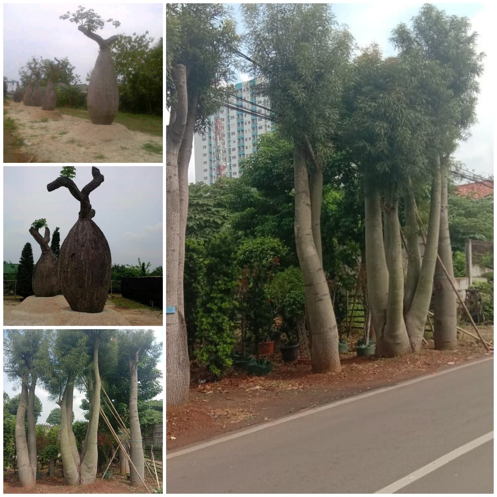 Jual tanaman Bottel Tree (Pohon Botol) Daftar Harga bottle tree