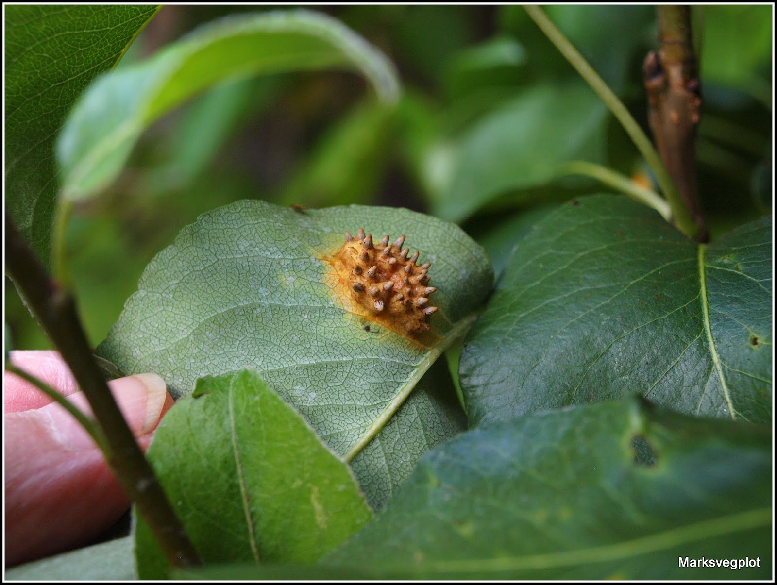 Mark's Veg Plot Pear Rust fungus
