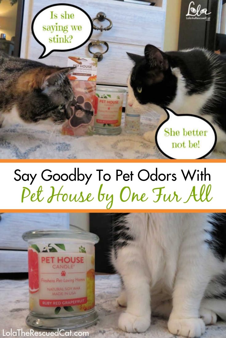 Say Goodbye to Pet Odors With Pet House by One Fur All Lola The