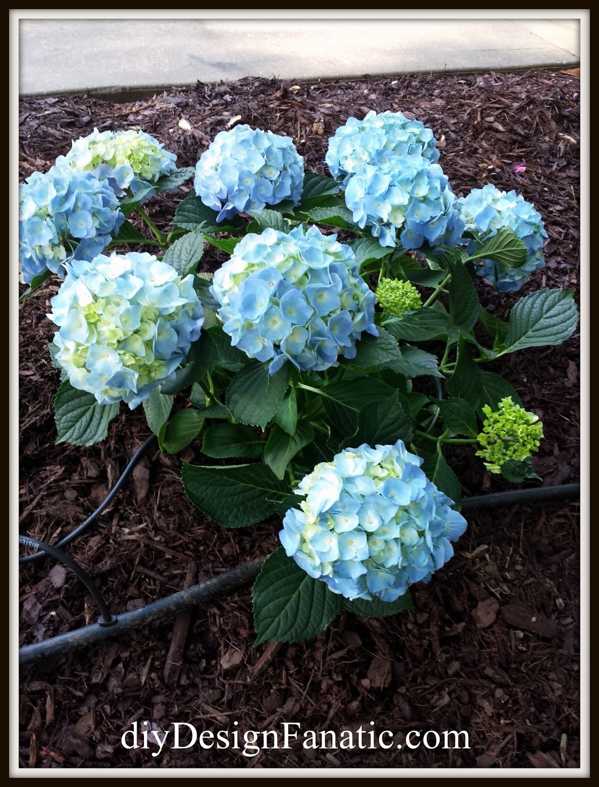 diy Design Fanatic 'Tis The Season For Flowers And Mulch