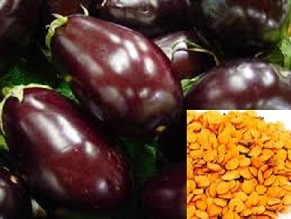 Brinjal Seed Production