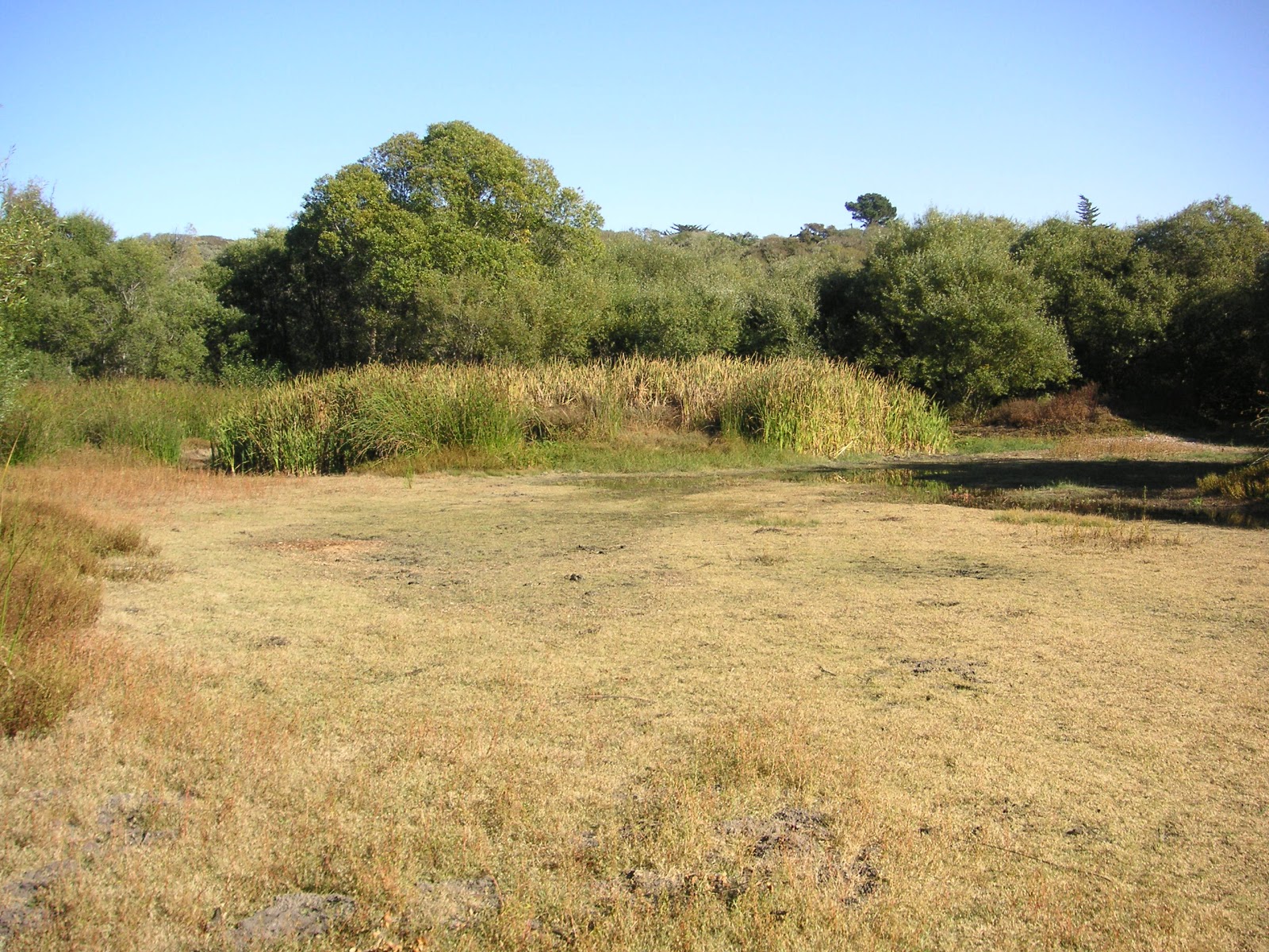 Nature ID habitat 11/12/12 Frog Pond Wetland Preserve