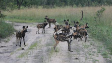 NEW PACK OF PAINTED DOGS IN KASUNGU NATIONAL PARK