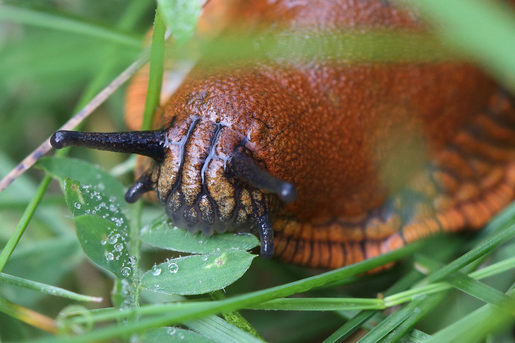 The Snail Pest, Pet or Treat? Some Interesting Facts The Ark In Space