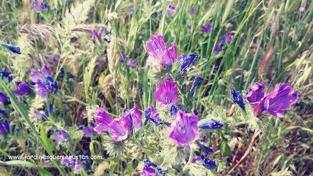 Viborera (Echium vulgare)