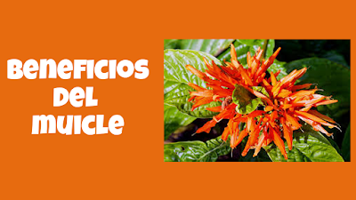 Beneficios Del Muicle | PLENITUD NATURAL