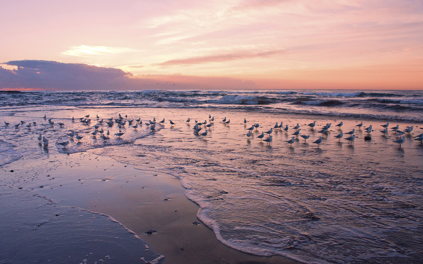 скачать звуки чайки скачать скачать звуки чайки скачать