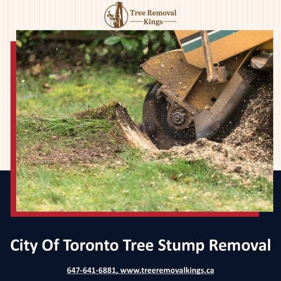 City of toronto tree removal