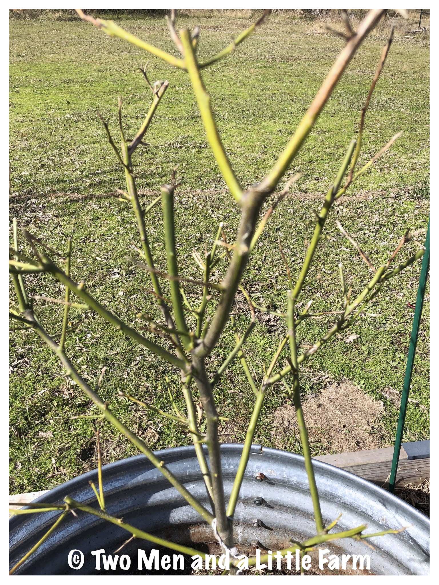 Two Men and a Little Farm FRUIT TREES FREEZE UPDATE