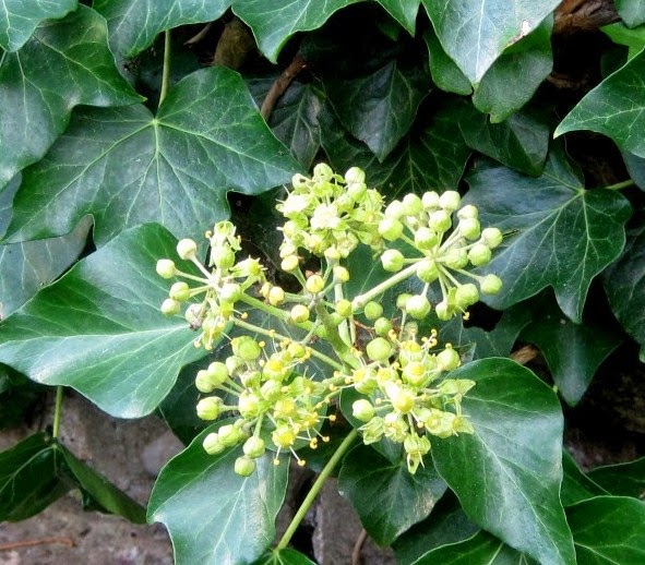 Filnore Woods Blog Ivy flowers