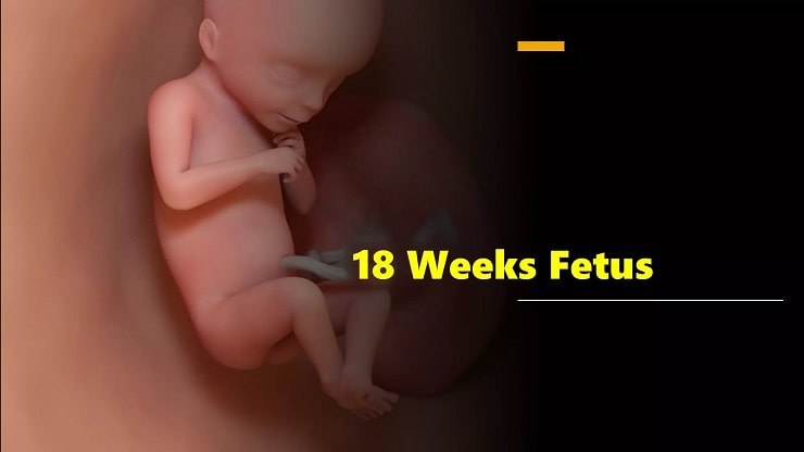 18 week pregnancy in Hindi,fetal development in hindi