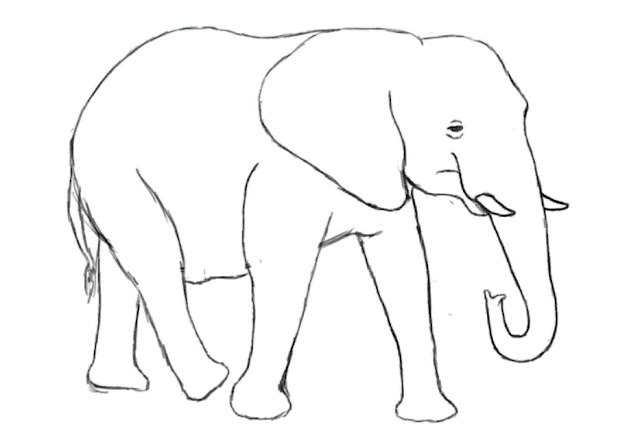 Sketsa Hewan Gambar Gajah