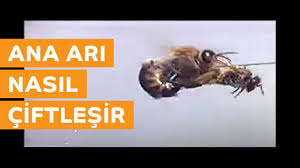 Ana Ari Ciftlesmesi Nasil Olur Ari Ve Hayat