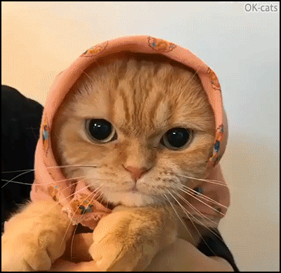 Cute Cat GIF • Fashion victim. Pretty Babushkat wearing a head scarf. She is hungry and likes liquid snack Cute Cat GIF • Fashion victim. Pretty Babushkat wearing a head scarf. She is hungry and likes liquid snack