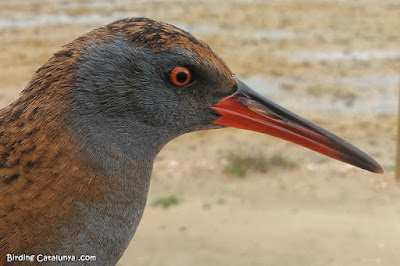 Rascló (Rallus aquaticus)