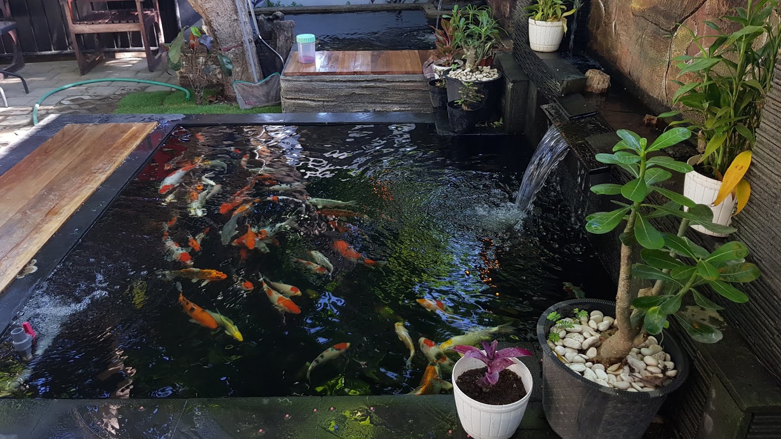 KOLAM KOI MINIMALIS IKIKOIKU - IKIKOIKU