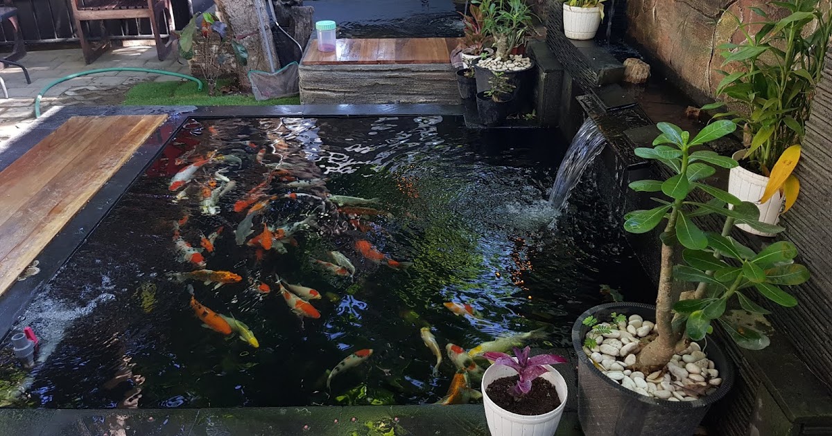 KOLAM KOI MINIMALIS IKIKOIKU - IKIKOIKU