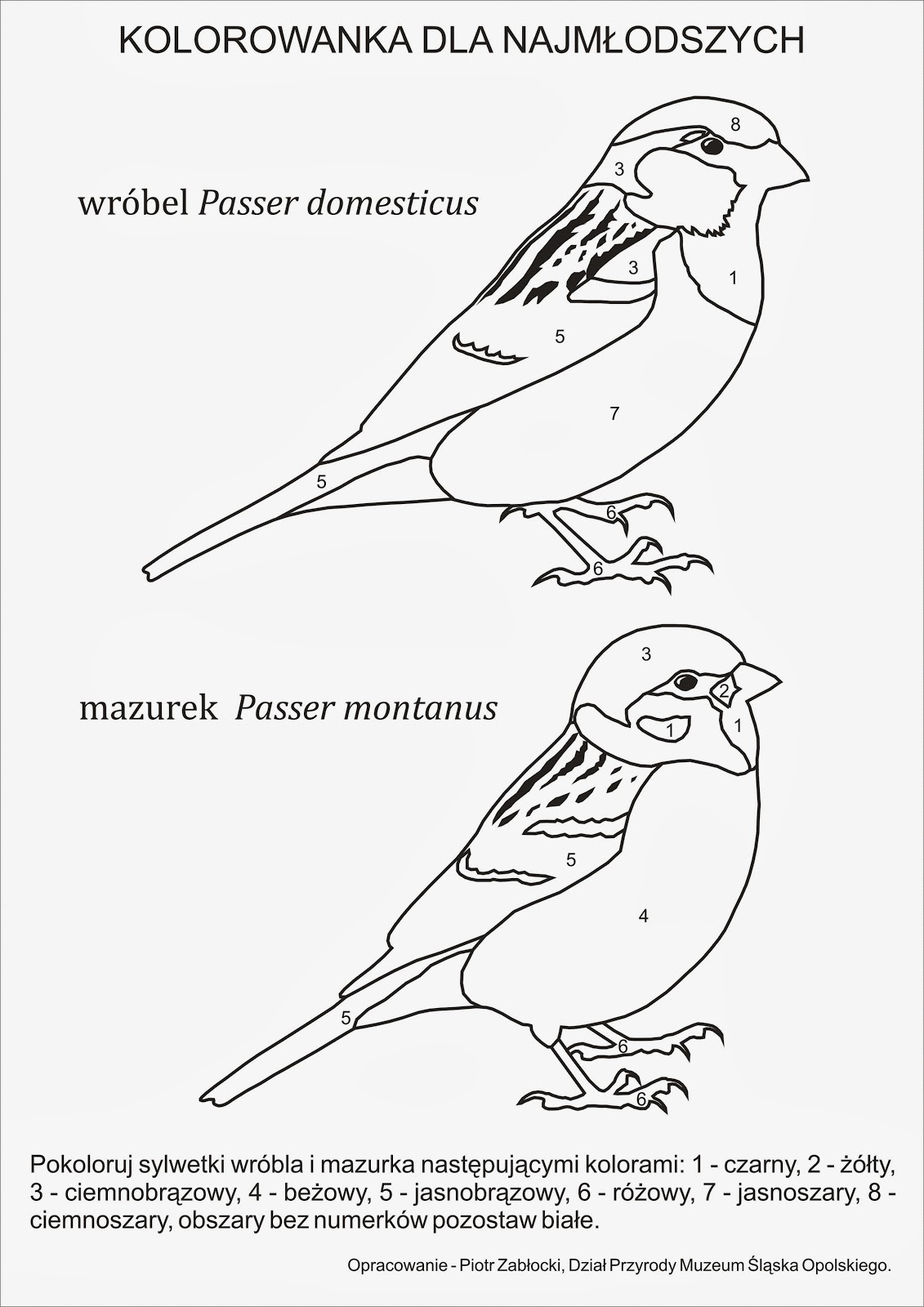Darmowe Pobieranie Wrona Kolorowanka Najlepsze Kolorowanki Dla