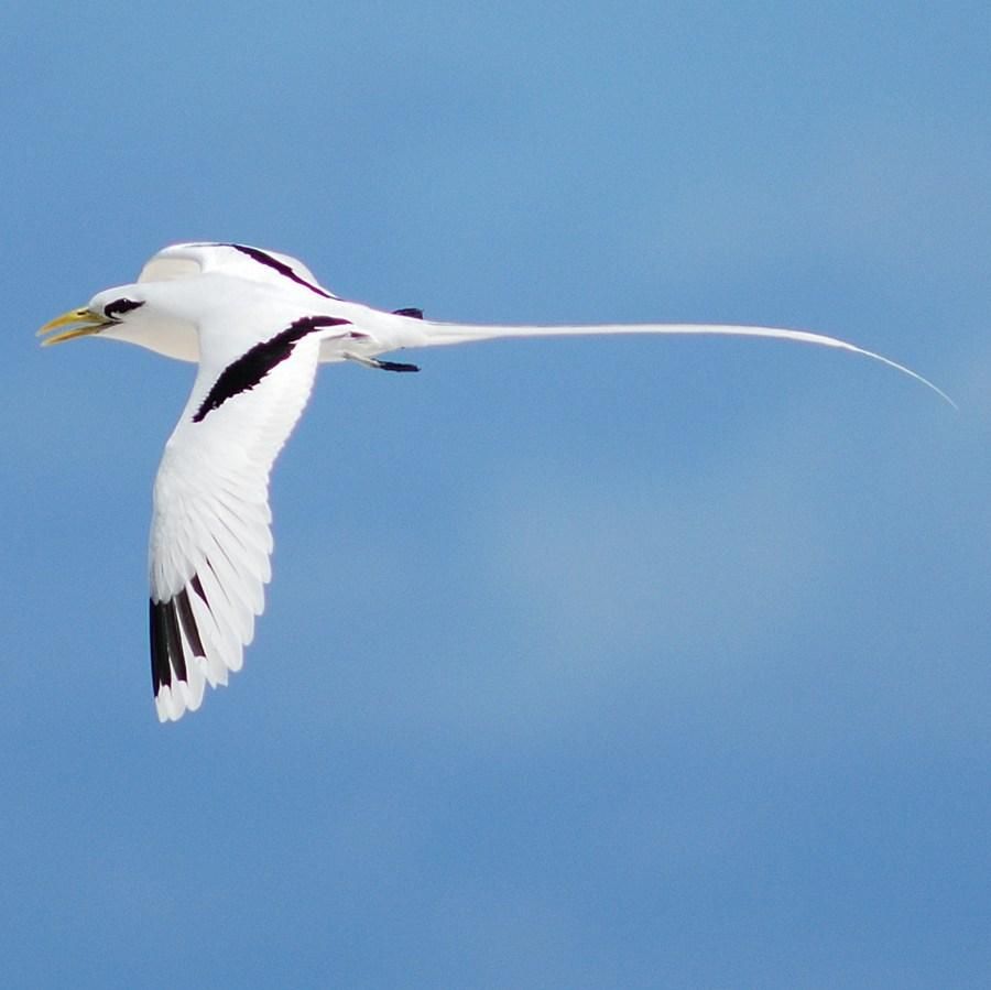 "S" obéit et "R" agit Le pailleenqueue