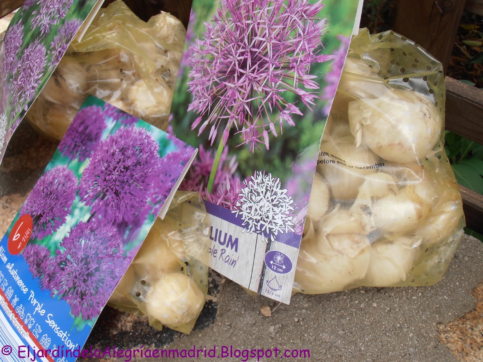El jardín de la alegría : Oferta de de Allium y herramientas de jardín en el Lidl esta 17-09-2015