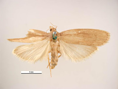 Polilla del arroz Corcyra cephalonica (Stainton) (Lepidoptera: Galleridae).
