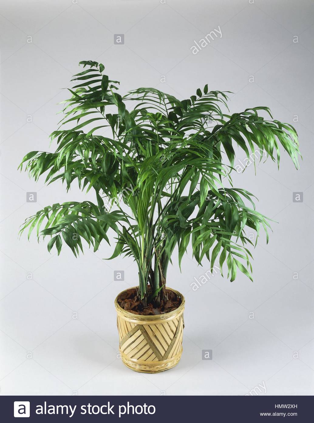 which bonsai trees are safe for cats: