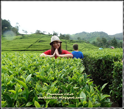 Pesona Indonesia : Kebun Teh Rancabali, Ciwidey Bandung Wonderful Indonesia