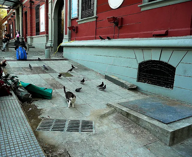 Un gato y palomas a su alrededor en armonía.