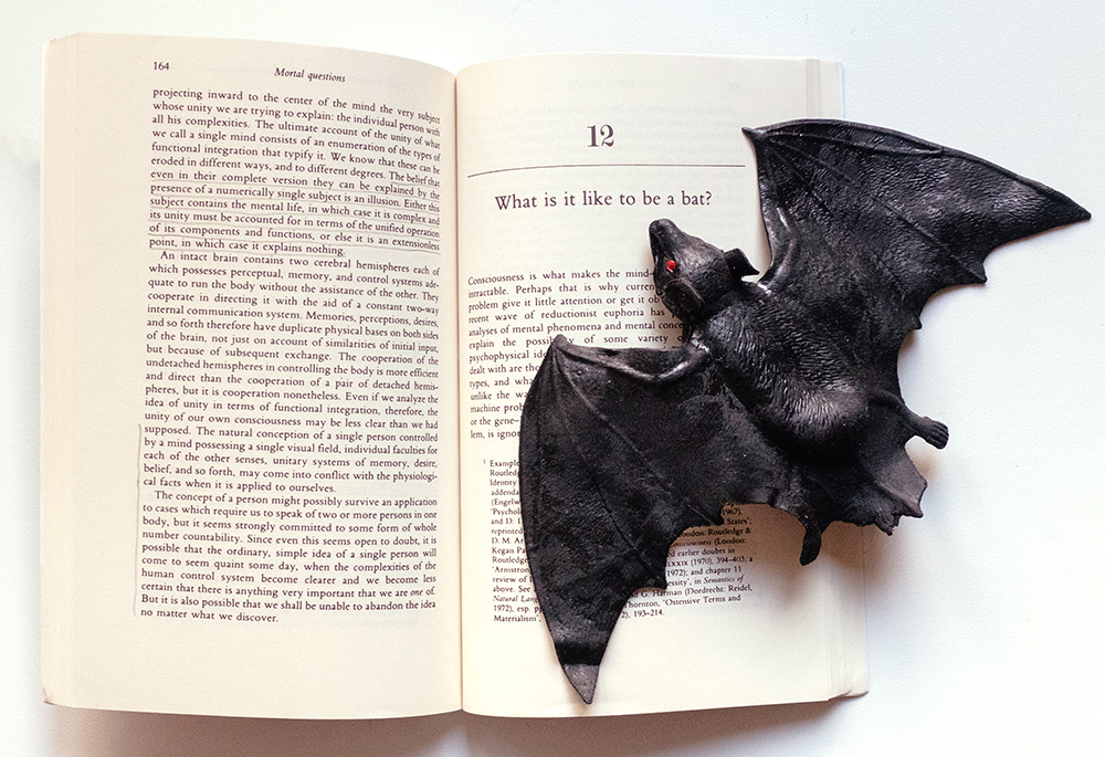 What Is It Like To Be A Bat