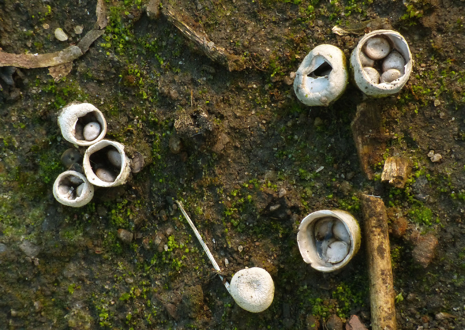 Field Bird’s Nest fungi Halifax Scientific Society