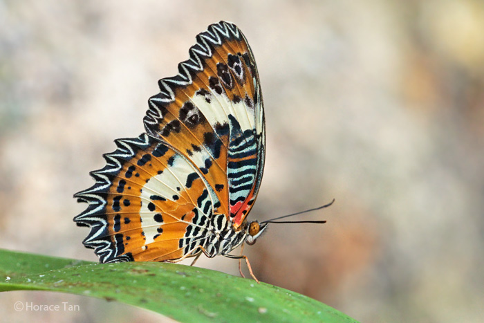 unmounted butterfly CETHOSIA HYPSEA AEOLE 