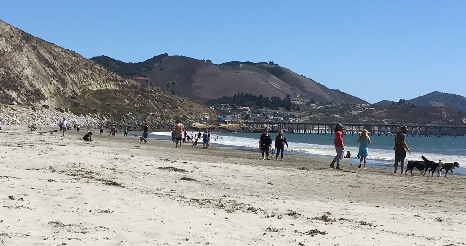 Benedict Bentley Back to the Dog Beach Summer 2019