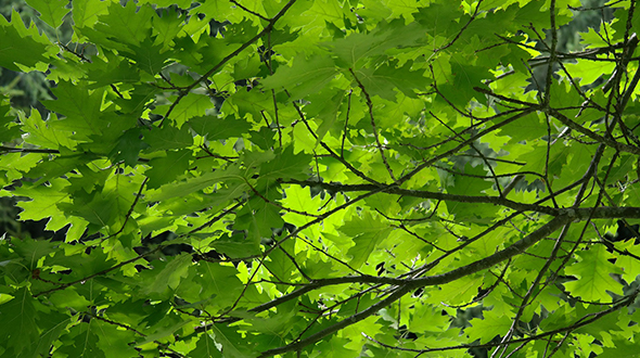 Fusiform rust disease requires a tree from the quercus species to continue its lifecycle