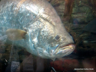 National Aquarium PhotoJournal (From the High School Lesson Book) on Homeschool Coffee Break @ kympossibleblog.blogspot.com