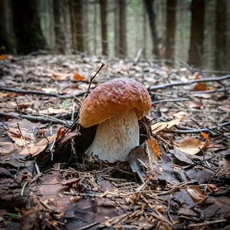 Грибы: грибные места, где собирать грибы
