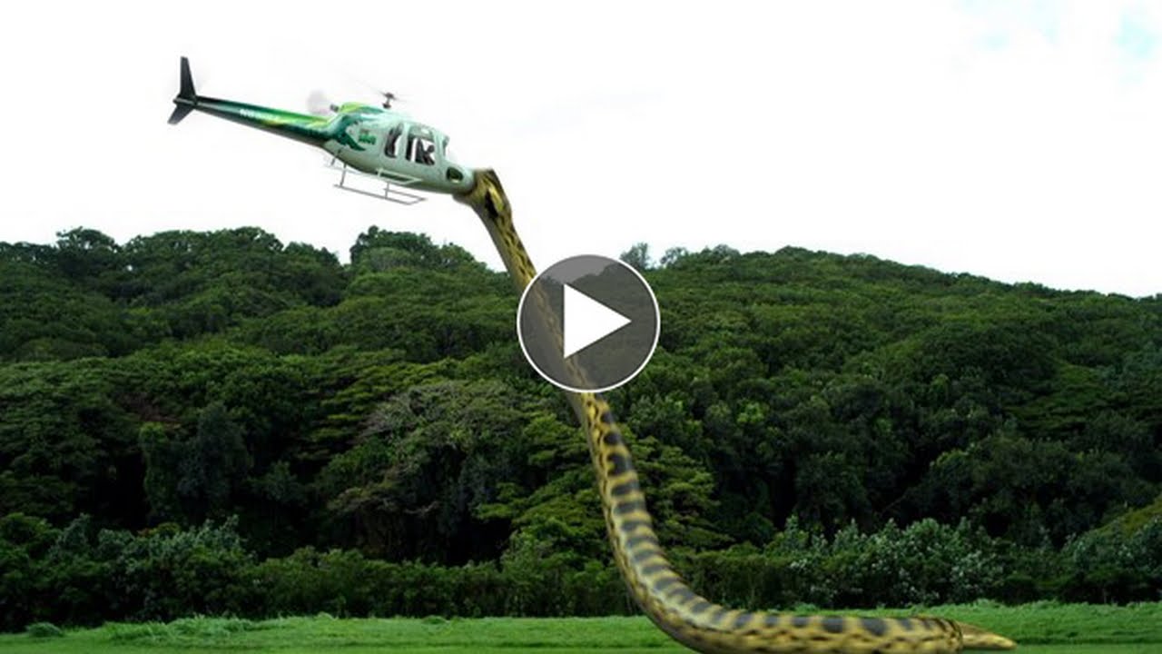 largest anaconda ever caught