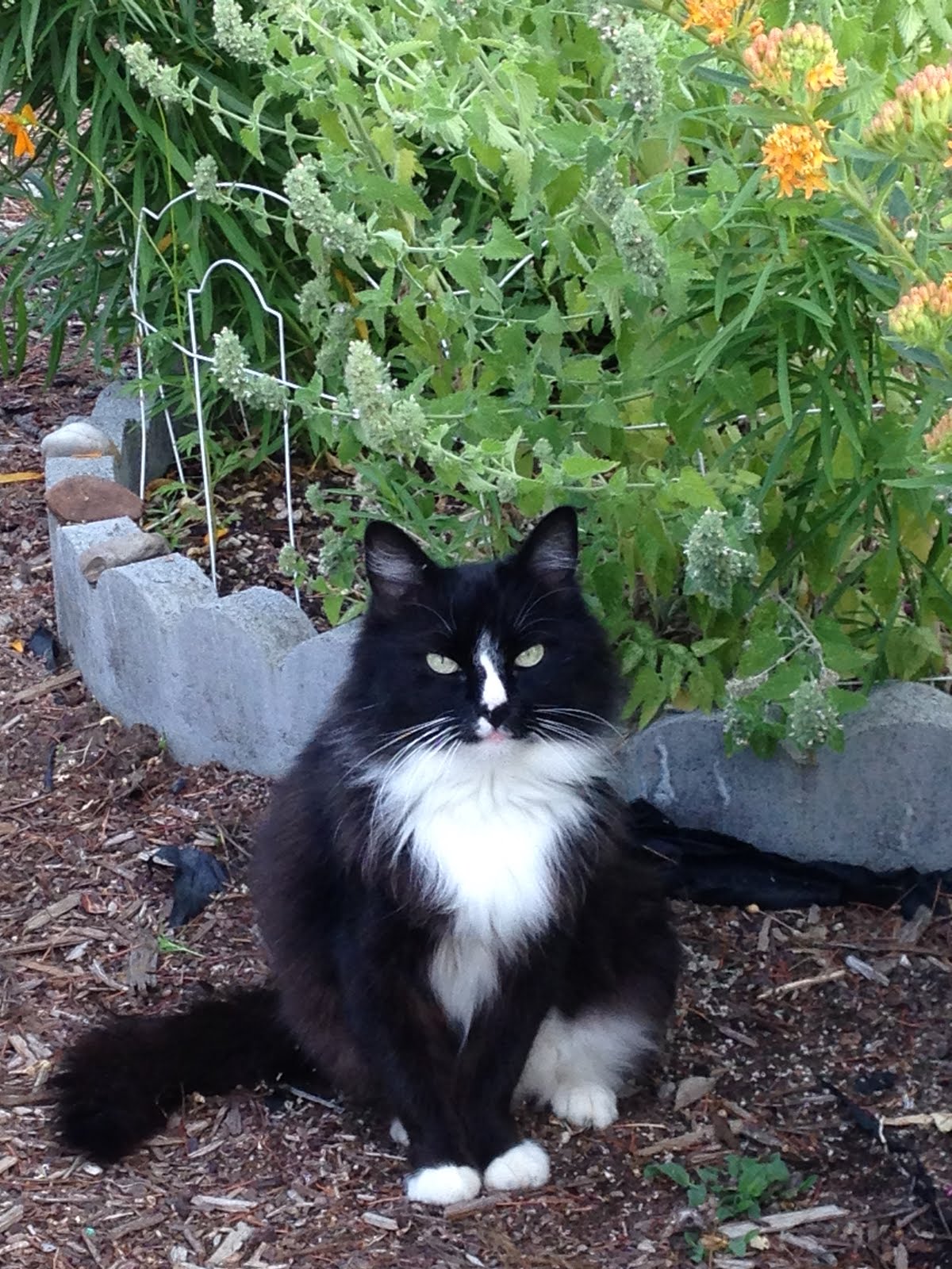 Garden Helper