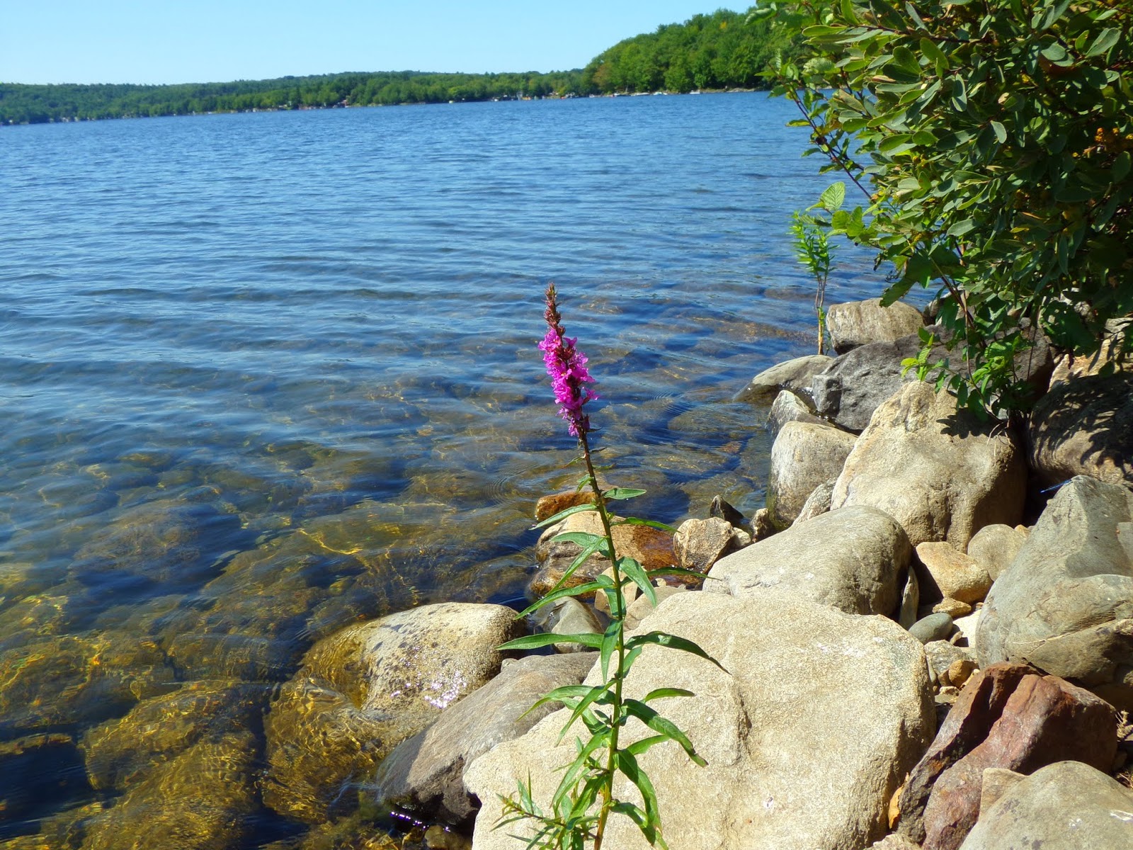 Swan Lake State Park, Swanville, Maine (return visit)