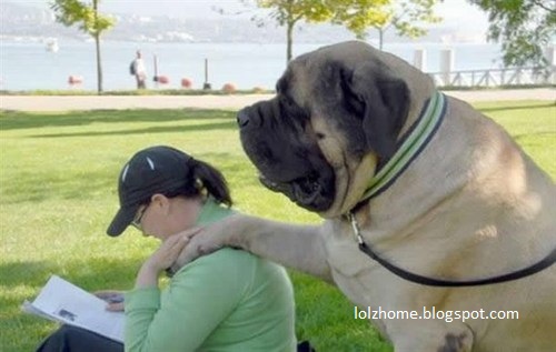 LOLz Home: biggest pug in the world :P