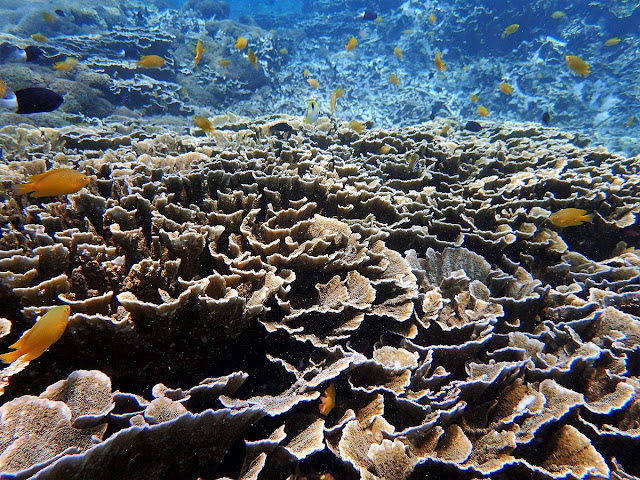 バリ島発、ギリ3島シュノーケリング専門ツアー、ポイントマップ