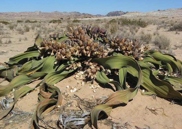 Welwitschia mirabilis, a planta mais resistente do mundo