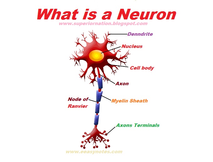 Neurons Function