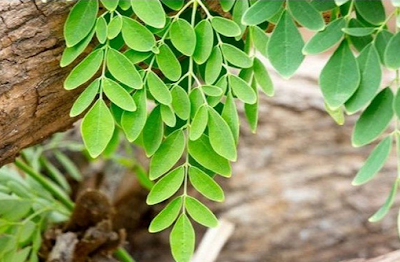 khasiat daun kelor khasiat daun kelor