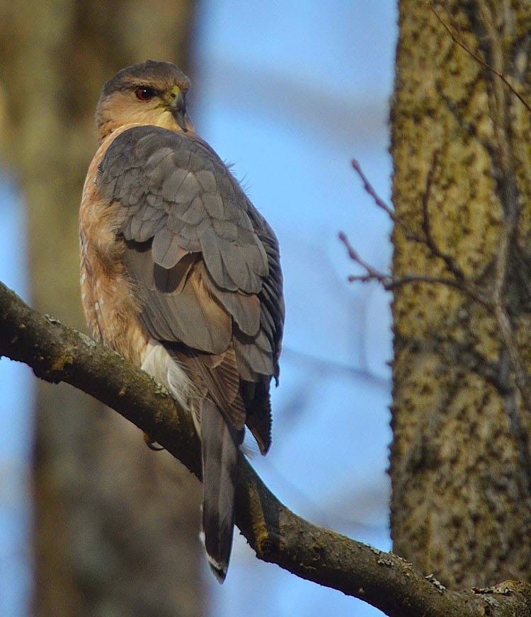 Red and the Peanut Cooper's Hawk along the Little Miami...and the