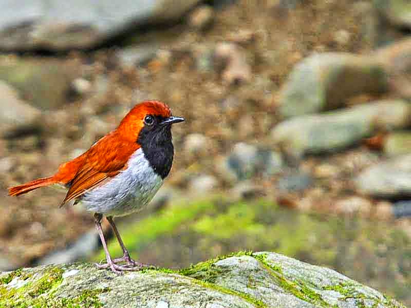 Erithacus komadori, Ryukyu Robin