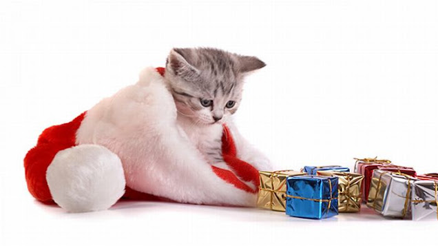 Oι κίνδυνοι των εορτών για τα κατοικίδιά μας