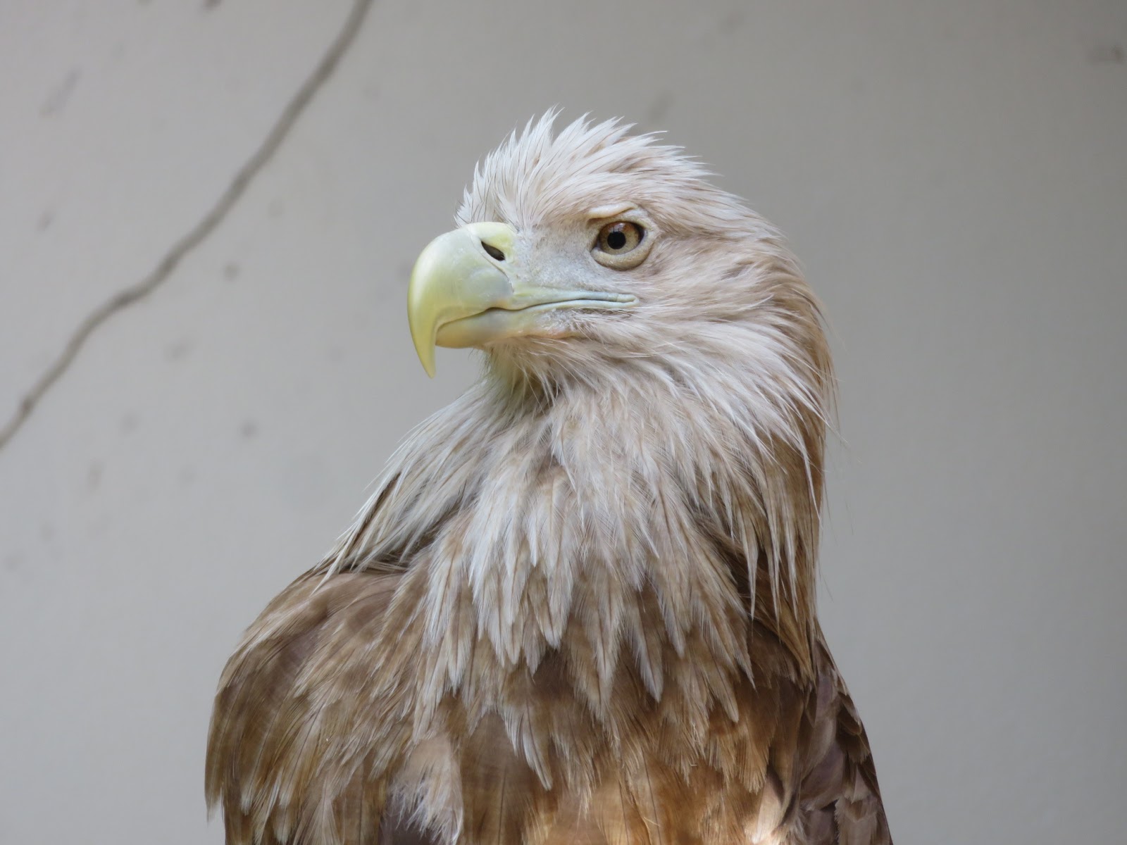 福岡市動物園ブログ ようこそ オジロワシのエリザ